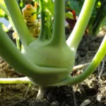 Kohlrabi mit Legomännchen