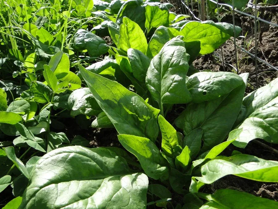 Spinaternte: Frisches Grün im Herbst