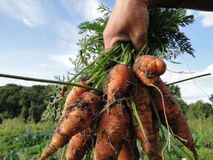 Berliner Bio-Möhren aus dem bauerngarten