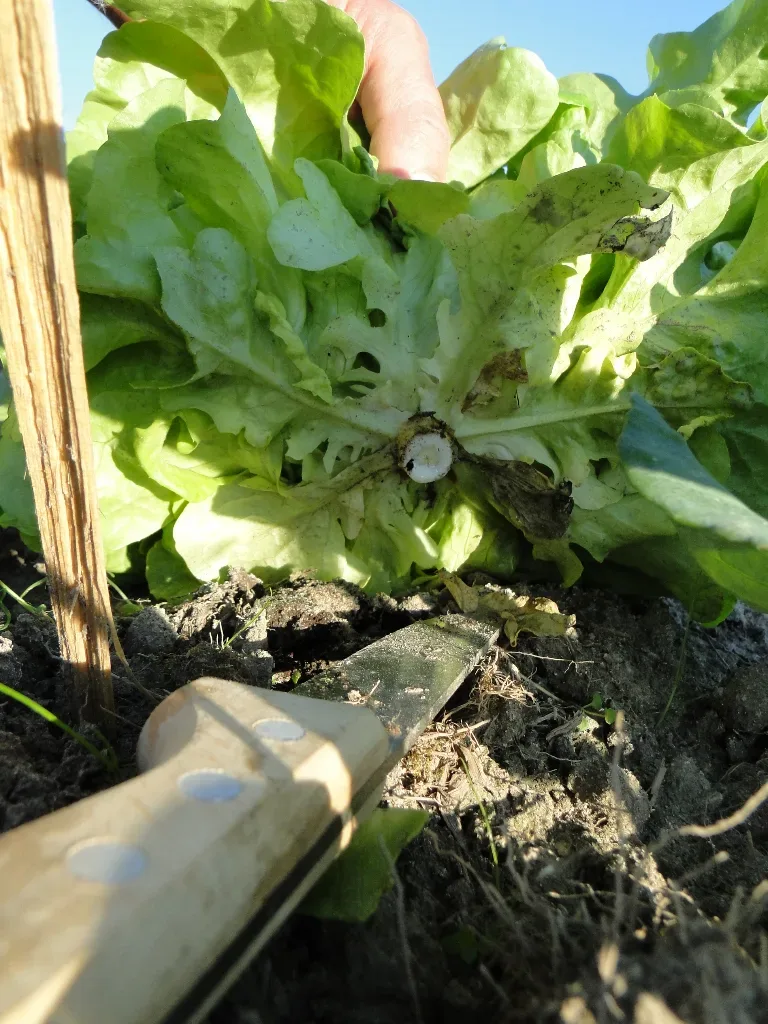 Bunte Salatpracht