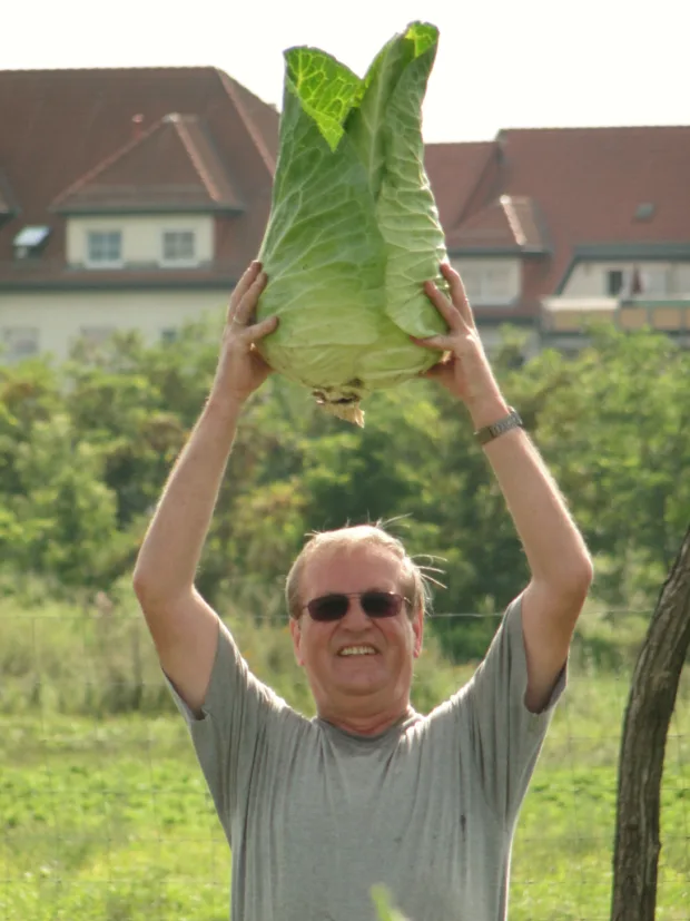 Fette Ernte: Berliner Spitzkohl