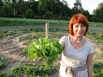 Bio-Salaternte in Berlin Havelmathen