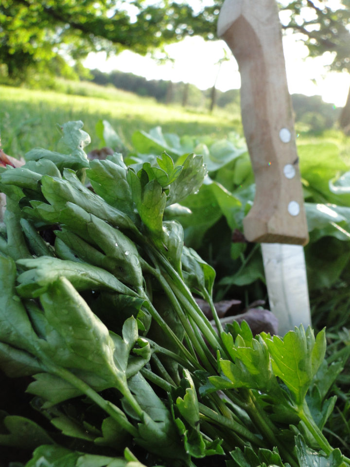 Ernte Salat Blattgemuse Krauter Bauerngarten