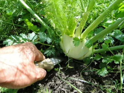 fenchel ernten