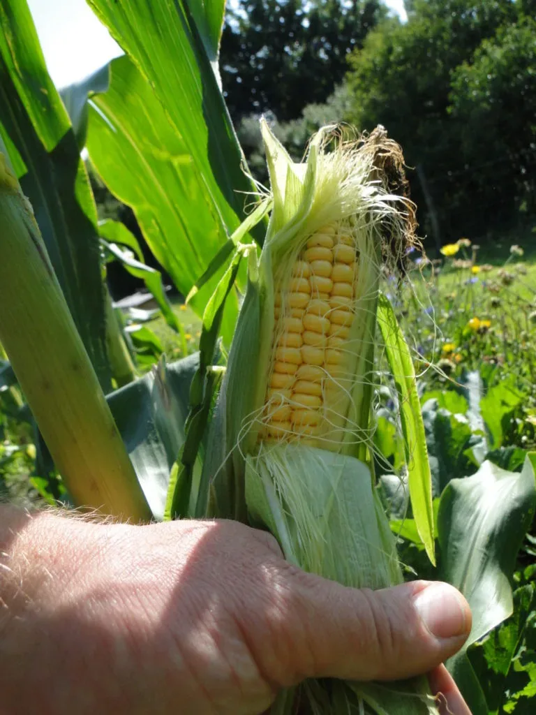 Ackerkurs Havelmathen – Ernte und Lagerung