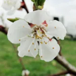 Berliner Pfirsichblüte im April