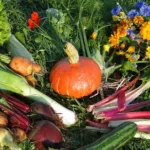 Ernte im Bauerngarten Berlin