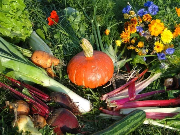 Ernte im Bauerngarten Berlin