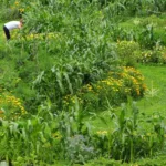 Üppig-grüne Gartenkreise im Hochsommer