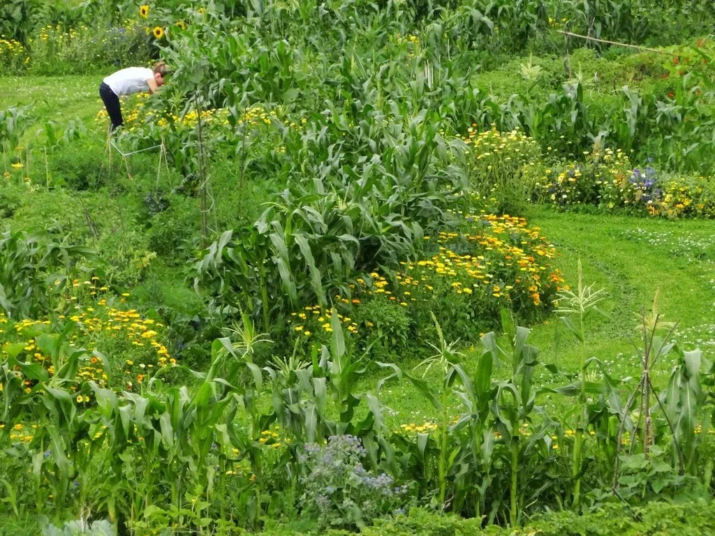 Üppig-grüne Gartenkreise im Hochsommer