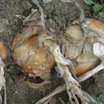 Zwiebeln trocken im bauerngarten Beet