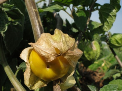 bauerngarten Physalis Erntezeitpunkt