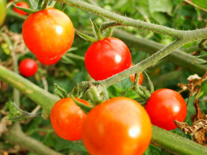 bauerngarten Rote Murmel Tomate