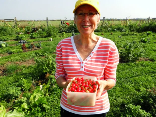 Tomatenernte in Mette