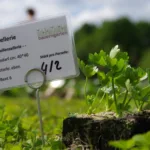 Jungpflanzen Lieferung im bauergarten Berlin