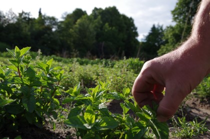 bauerngarten Juni Minze Ernte