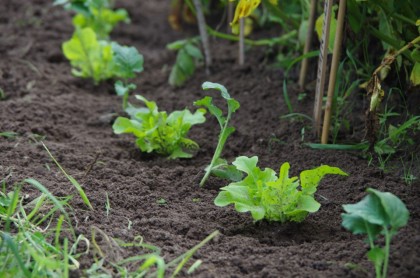 bauerngarten Havelmathen Juli Brokkoli Salat Mischkultur