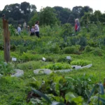 erntezeit im bauerngarten mit jungpflanzen