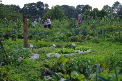 erntezeit im bauerngarten mit jungpflanzen