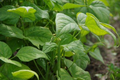 bauerngarten Juli Bohnen (3)