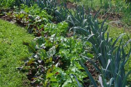 bauerngarten Juli Lauch Pastinake Rote Bete