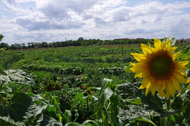 biogarten kreise weiter himmel über brandenburg