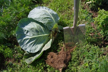 bauerngarten Mette Juli Kohl Ernte Wurzel Zeit (5)