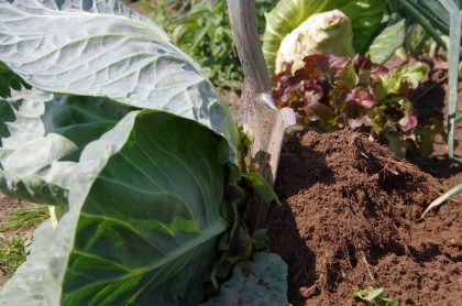 bauerngarten Mette Juli Kohl Ernte Wurzel Zeit (6)