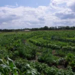 biogarten kreise berlin weite im süden