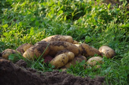 Berliner Bio-Kartoffeln aus dem bauerngarten