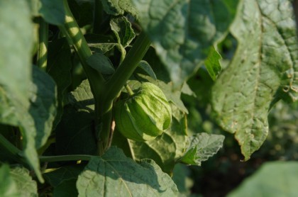 bauerngarten Pankow August Physalis (5)