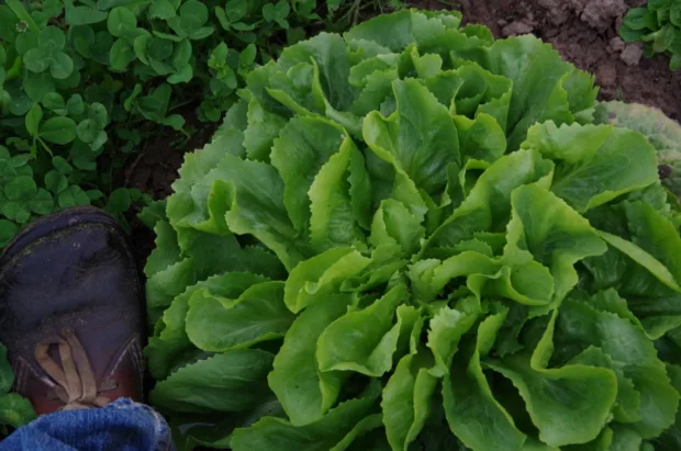 Endiviensalat mit Bauer's Schuh