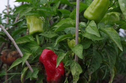 Berliner Paprika-Ernte im bauerngarten