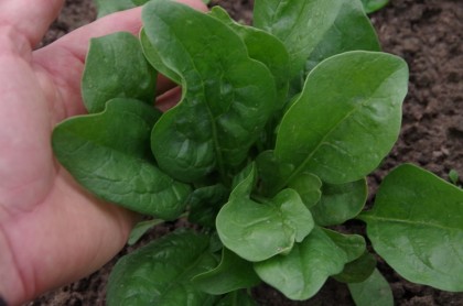 bauerngarten Mette September Spinat Ernte