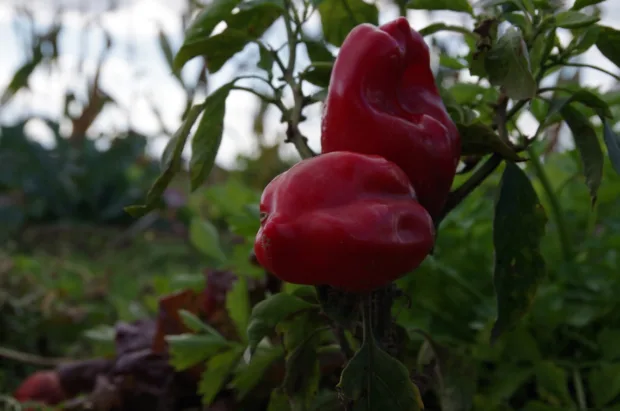 Berliner Bio-Paprika im bauerngarten