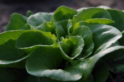 Berliner Salat selber ernten