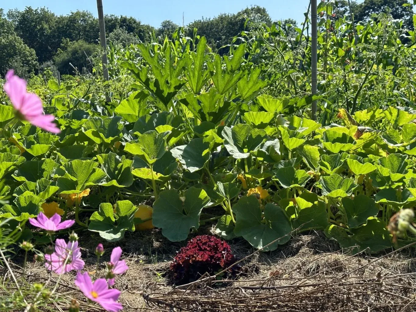 Salat pflanzt man am besten bei 33 Grad ….