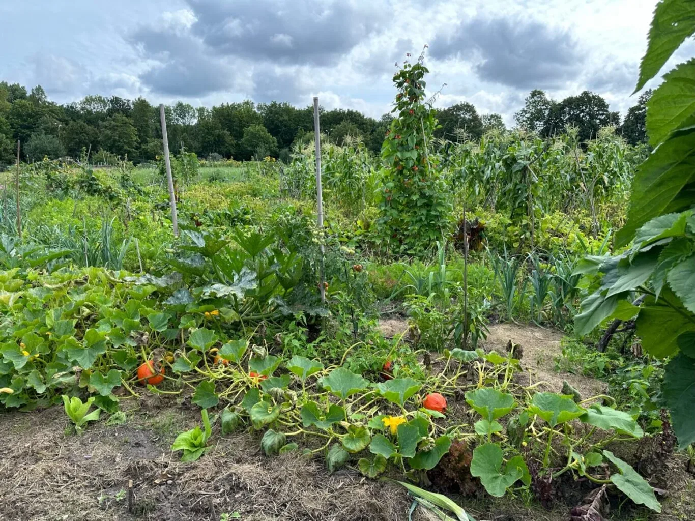 Viel Regen, die letzte Jungpflanzenlieferung und kein Workshop ….